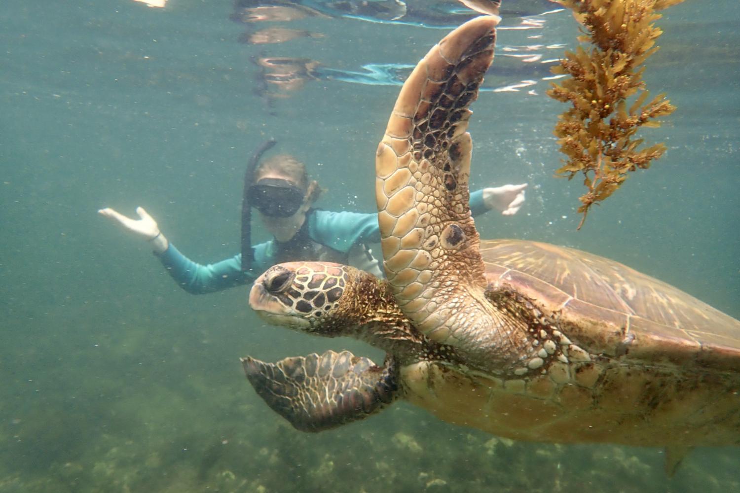 一名<a href='http://p.imamovic.net'>博彩网址大全</a>学生在Galápagos群岛游学途中与一只巨龟游泳.